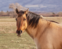 horse-portrait